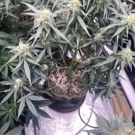 A High-Speed Journey with Divine Seeds