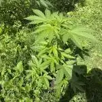White Widow: Diary of a frosty queen