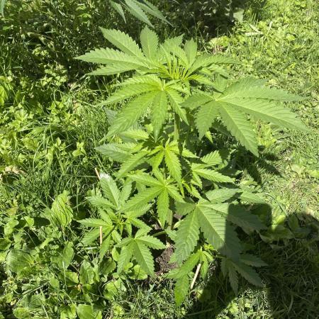 White Widow: Diary of a frosty queen