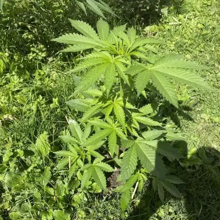 White Widow: Diary of a frosty queen