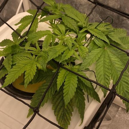 Enemy of the State V1