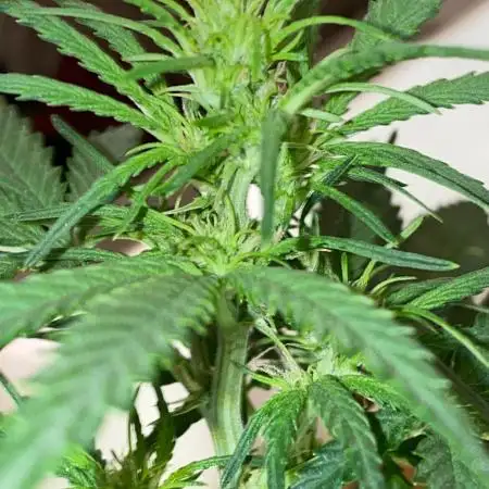 Zkittlez auto run x2