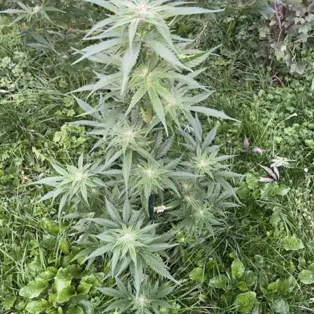 White Widow: Diary of a frosty queen