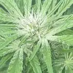 White Widow: Diary of a frosty queen
