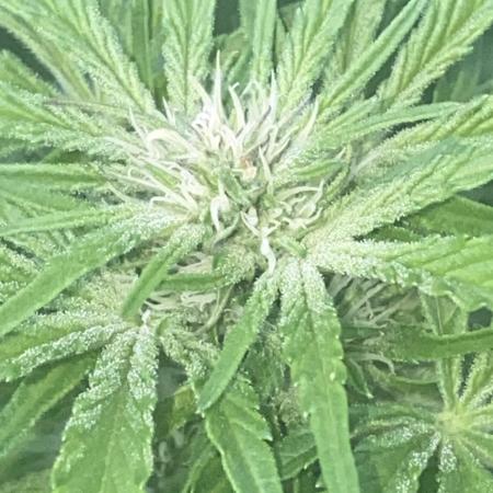White Widow: Diary of a frosty queen