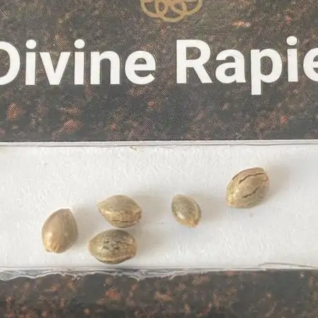 Divine Rapier PHOTO