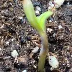 A High-Speed Journey with Divine Seeds