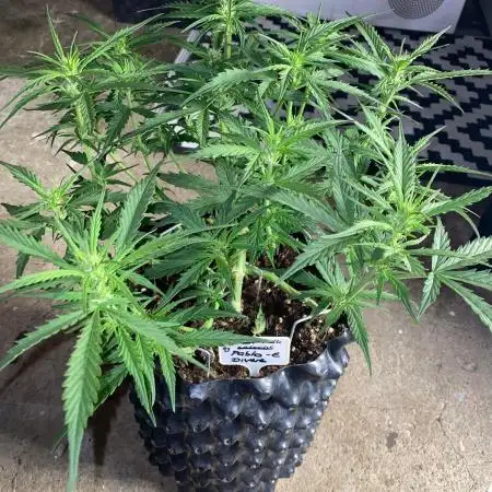 Divine Seeds Test 1