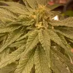 A Test for the upcoming(maybe) Strain