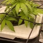 Enemy of the State V2