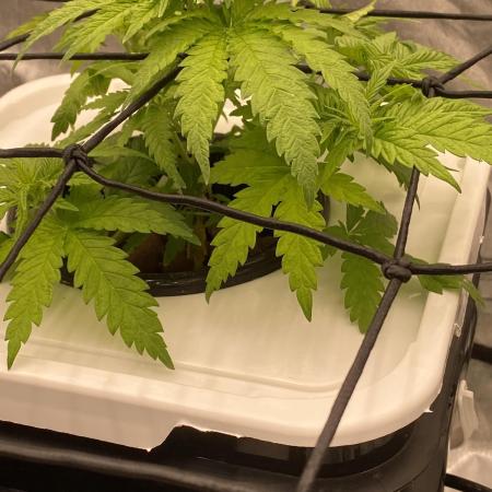 Enemy of the State V2