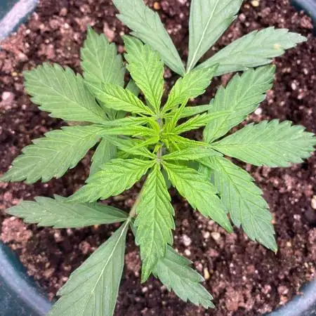 Auto Opium by Divine Seeds