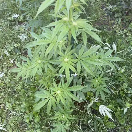 White Widow: Diary of a frosty queen