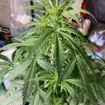 A High-Speed Journey with Divine Seeds