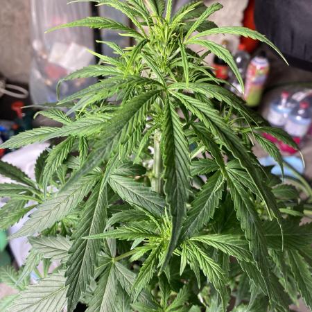 A High-Speed Journey with Divine Seeds