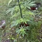 White Widow: Diary of a frosty queen