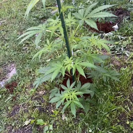 White Widow: Diary of a frosty queen