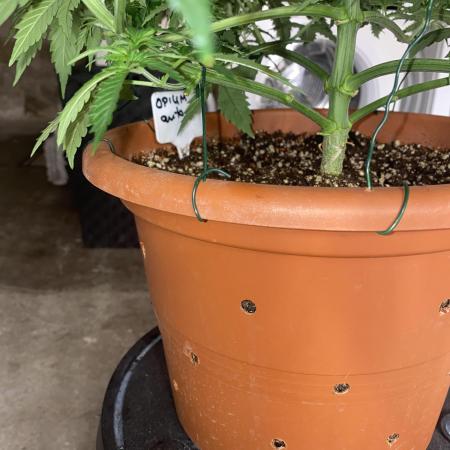 Auto Opium by Divine Seeds