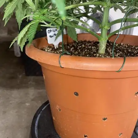 Auto Opium by Divine Seeds