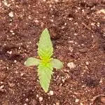 Divine Seeds presents Auto Candy!
