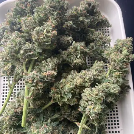 Zkittlez auto run x2