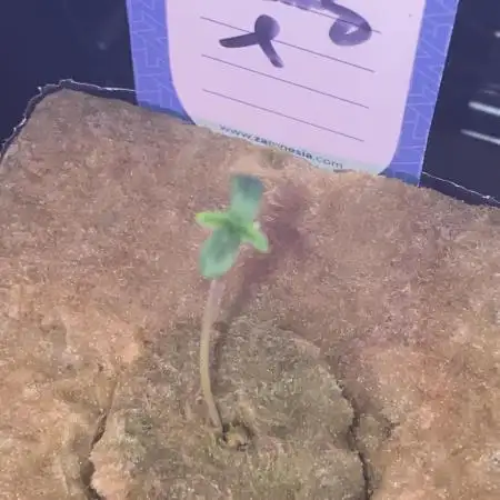 Enemy of the State no.1 ( A Co-Op Grow)