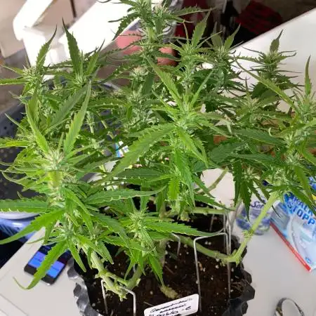 Divine Seeds Test 1