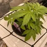 Something very NEW from TH is here^^