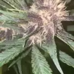 A Blue Dream comes true vol.2