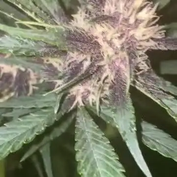 A Blue Dream comes true vol.2
