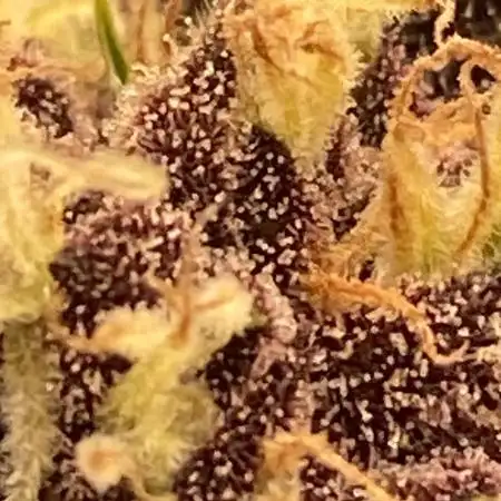 A Blue Dream comes true vol.2