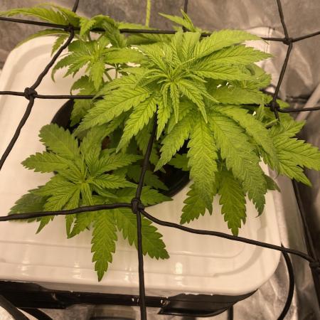 Enemy of the State V2