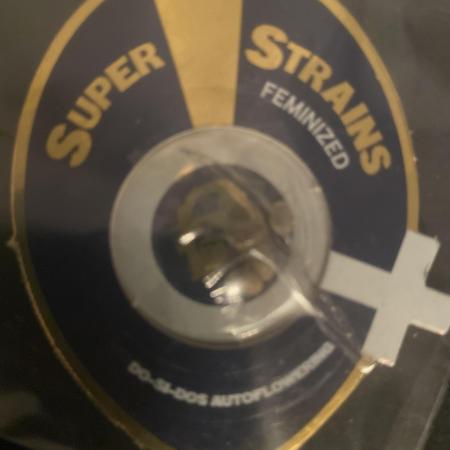 Dosidos at SuperStrains