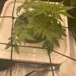 Something very NEW from TH is here^^