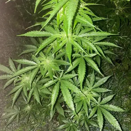 White Widow: Diary of a frosty queen