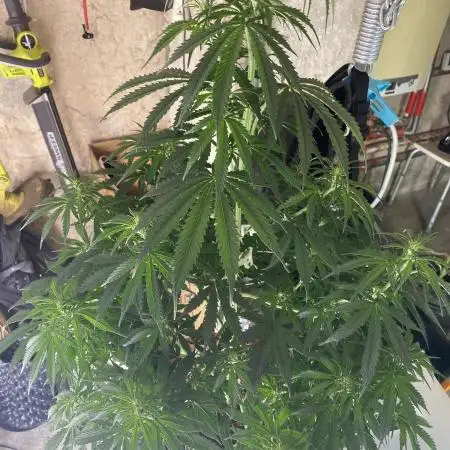 Auto Opium by Divine Seeds