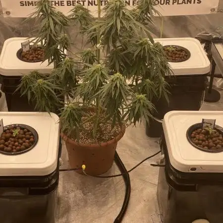 Enemy of the State no.1 ( A Co-Op Grow)