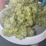 A High-Speed Journey with Divine Seeds