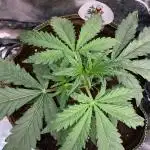 Auto Blueberry