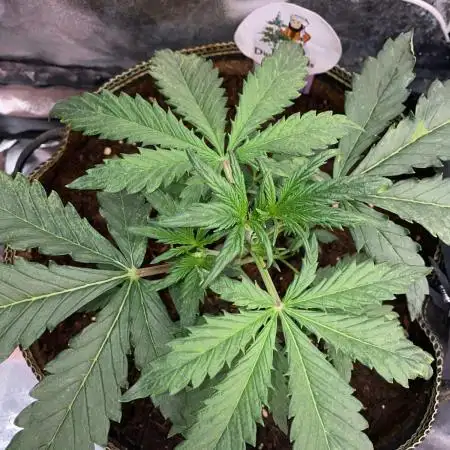 Auto Blueberry