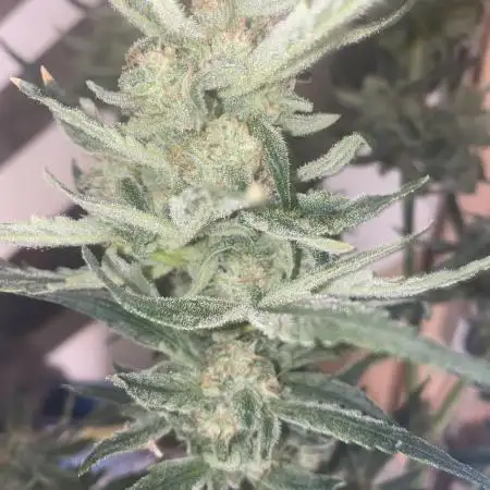 Auto Blueberry