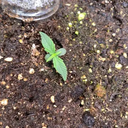 Auto Opium by Divine Seeds