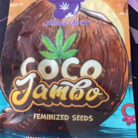 Remember the Song Coco Jambo? :-)