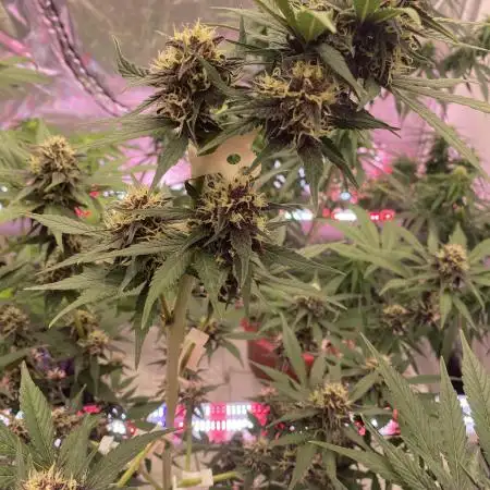 A Blue Dream comes true vol.2