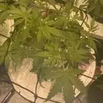 French Macaron someone?