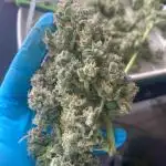 Auto Blueberry