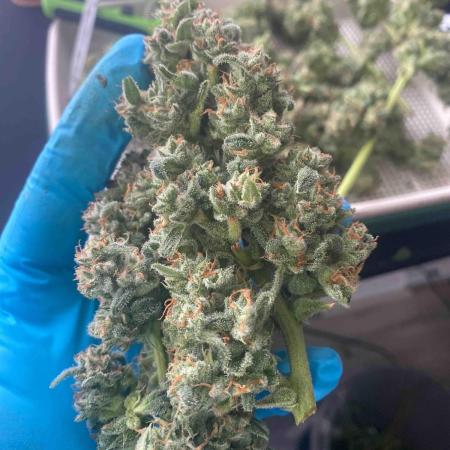 Auto Blueberry
