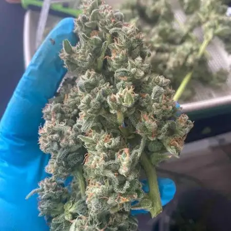 Auto Blueberry