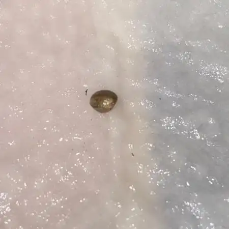 The Sweetest Autoflower Journey Ever!