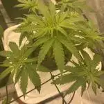 Enemy of the State V3